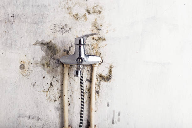 Best Fast Mold Removal  in Oliver, PA