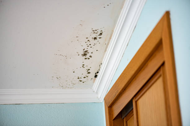 Best Fast Mold Removal  in Oliver, PA