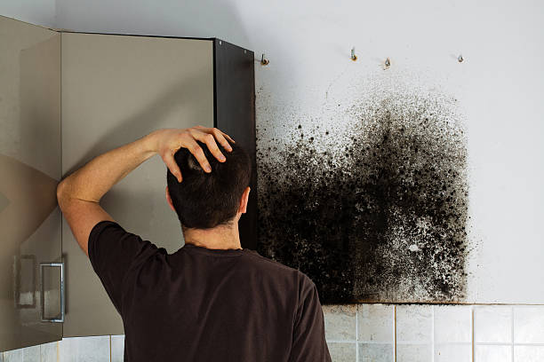 Best Mold Remediation Experts  in Oliver, PA